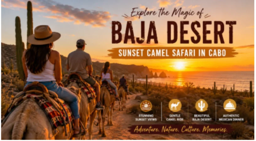 Exploring the Baja Desert: Why a Sunset Camel Safari is a Must in Cabo